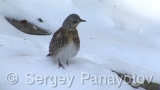 Video of Mistle Thrush - Fieldfare in the winter forest and snow